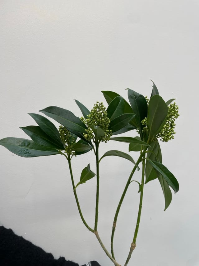 Skimmia