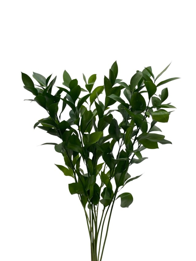 Ruscus Grófur