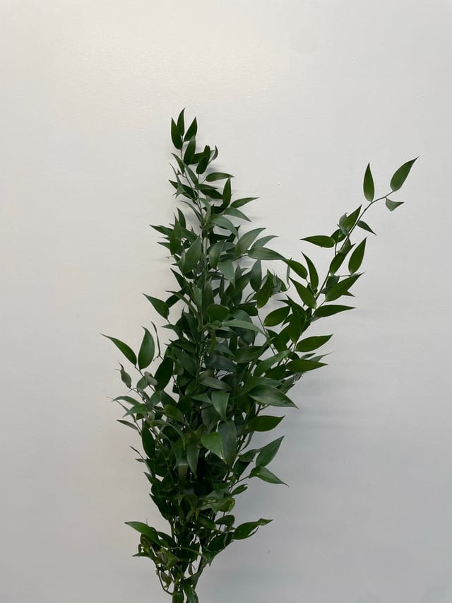 Ruscus Fínn