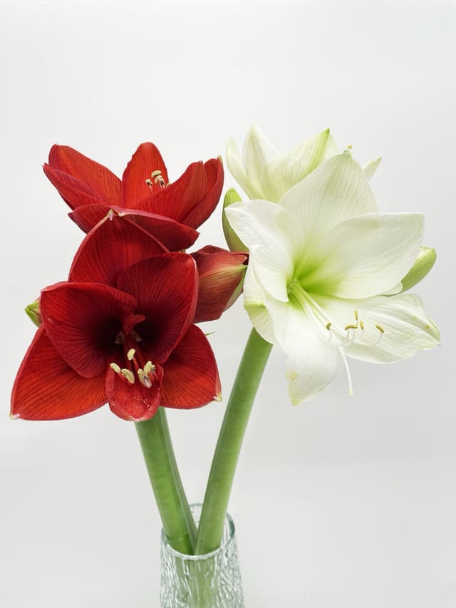 Amarylis afskorinn